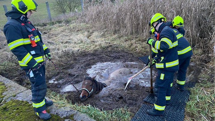 Vyprošťování koně zapadlého v bahně ústeckými hasiči.