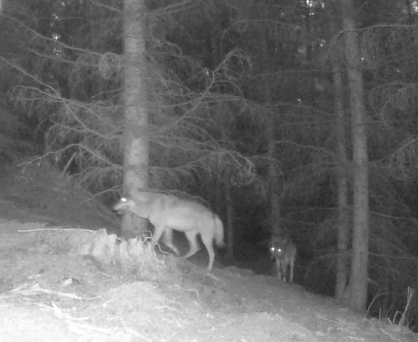 Vlci_Jana Dvořáková (2)