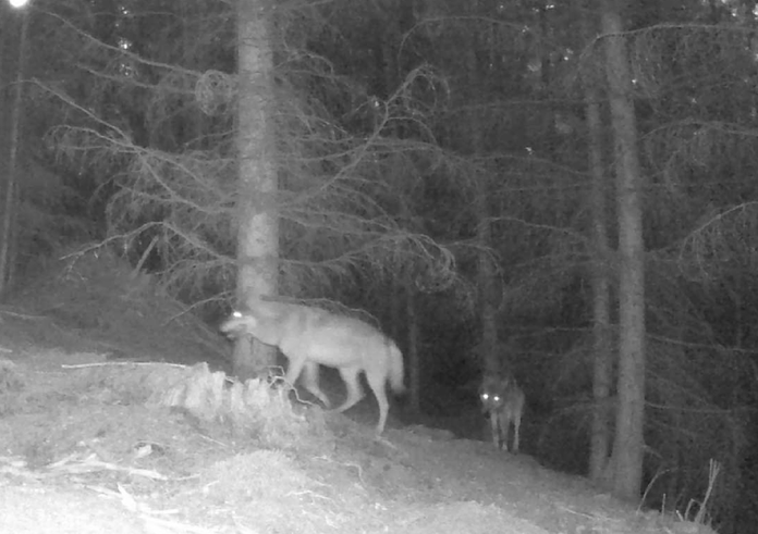 Vlci_Jana Dvořáková (2)