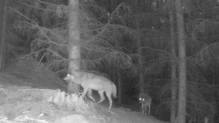 Vlci_Jana Dvořáková (2)