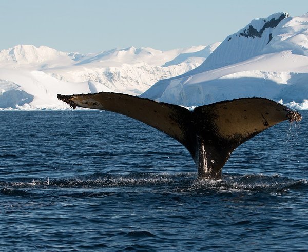 Wilhelmina_Bay_Antarctica_Humpback_Whale_6_(46421727295)