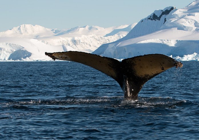 Wilhelmina_Bay_Antarctica_Humpback_Whale_6_(46421727295)