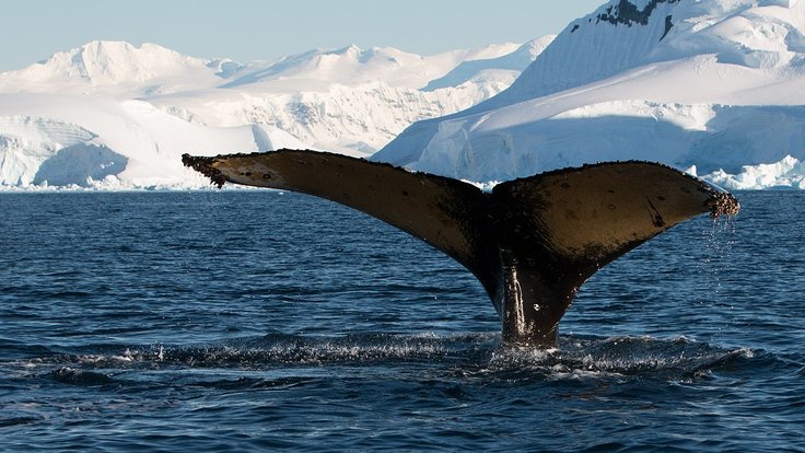 Wilhelmina_Bay_Antarctica_Humpback_Whale_6_(46421727295)