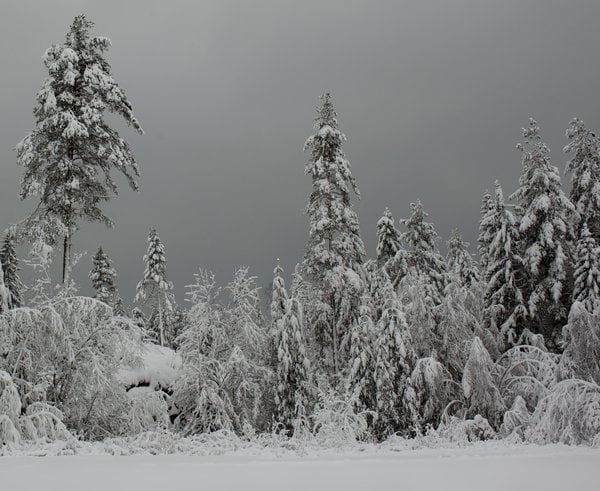 Winter_forest_silver