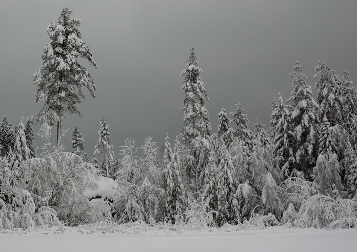 Winter_forest_silver