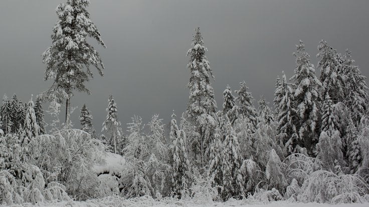 Winter_forest_silver