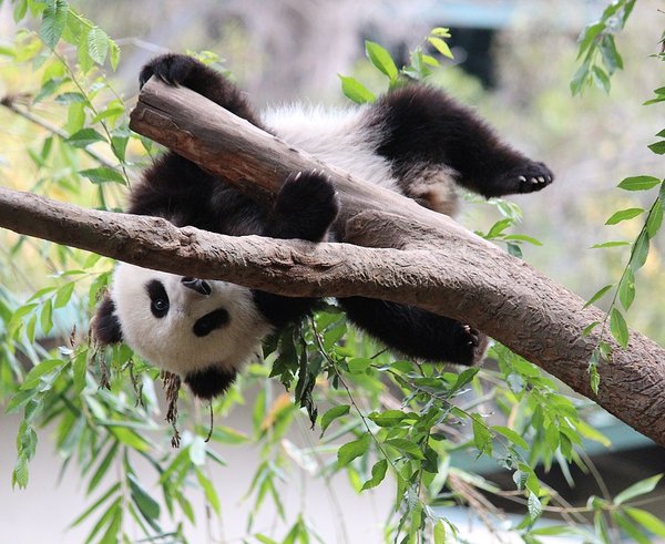 Xiao_Liwu_im_San_Diego_Zoo_-_Foto_3