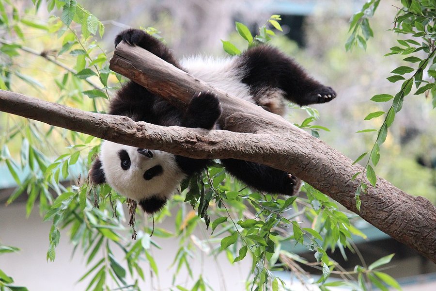 Xiao_Liwu_im_San_Diego_Zoo_-_Foto_3