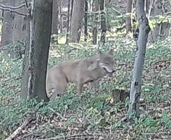 Záznam fotopasti vlka v Železných horách.