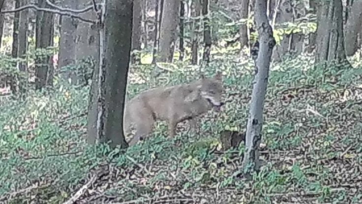 Záznam fotopasti vlka v Železných horách.