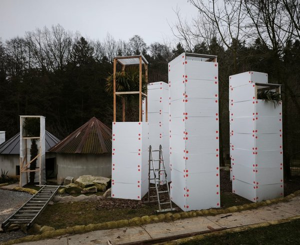 Zimování - trachycarpus fortunei