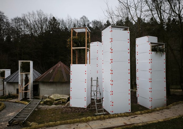 Zimování - trachycarpus fortunei