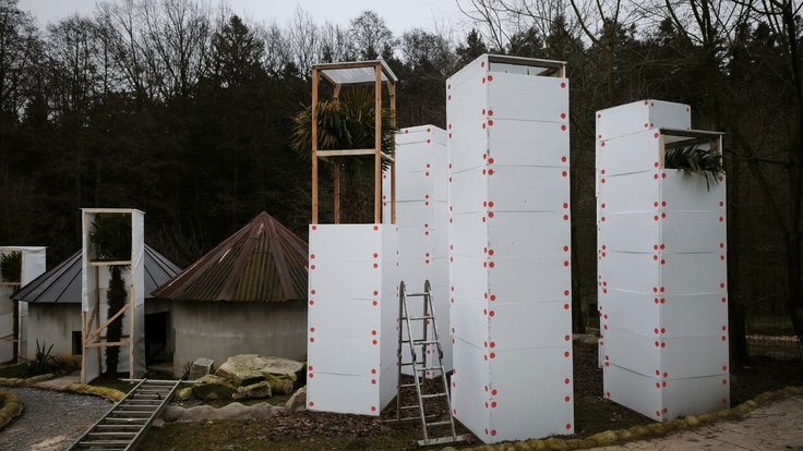 Zimování - trachycarpus fortunei