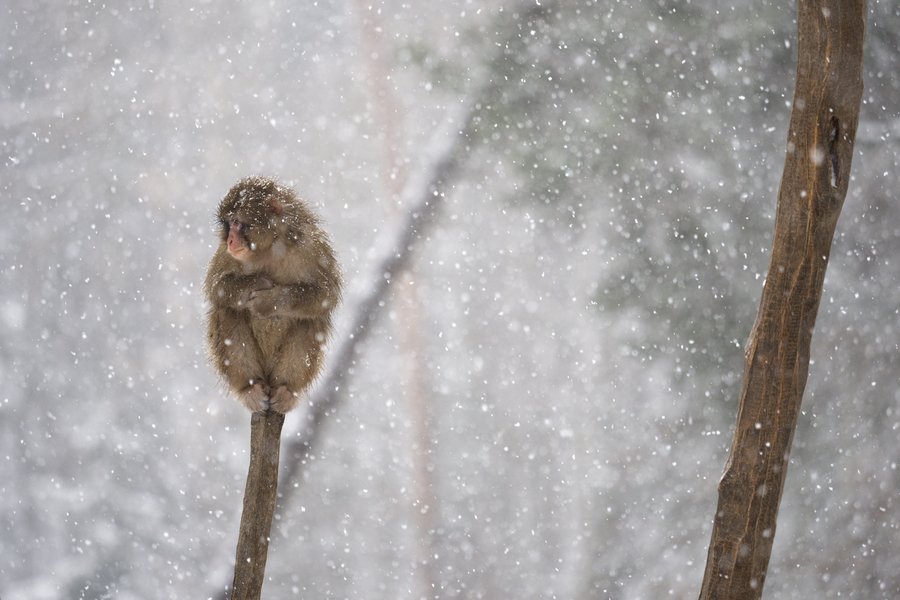 Vánoce v Zoo Olomouc.