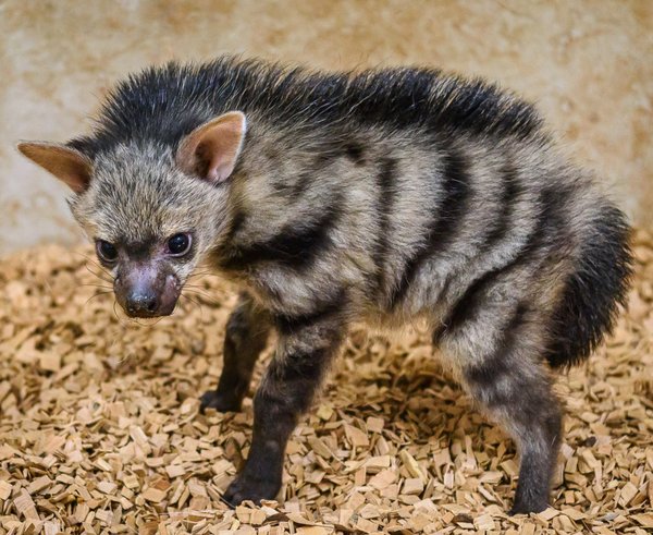 Mládě hyenky hřivnaté