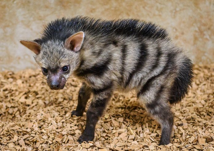 Mládě hyenky hřivnaté