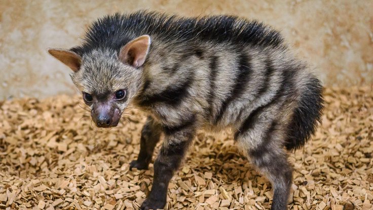 Mládě hyenky hřivnaté
