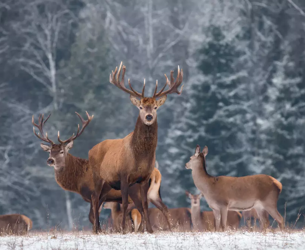 af6db1af-94ee-40d8-a1f2-13ccc313af75