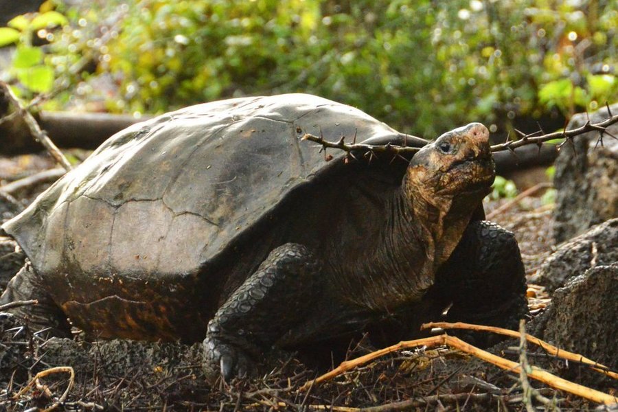 fantastic giant tortoise
