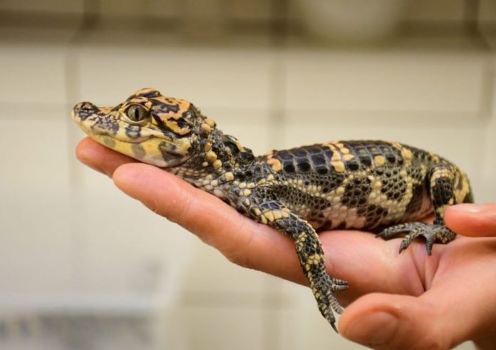 Mládě aligátora čínského narozené v Zoo Jihlava.