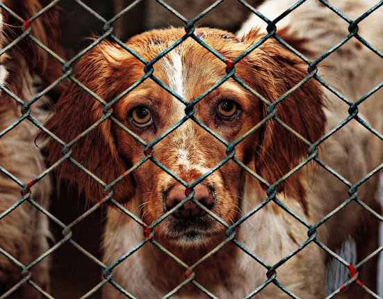 animal-welfare-1116205_1280