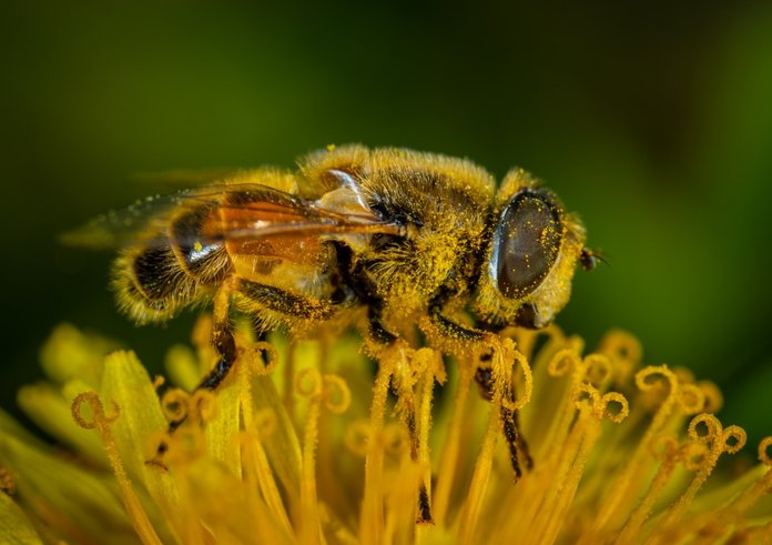 animal_bee_bumblebee_close_up_color_flora_flower_fly-1510363