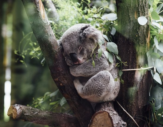 koala