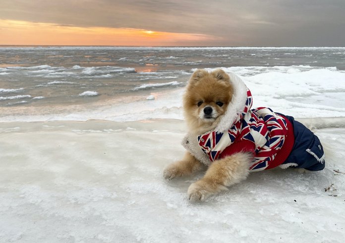 pes obleček zima