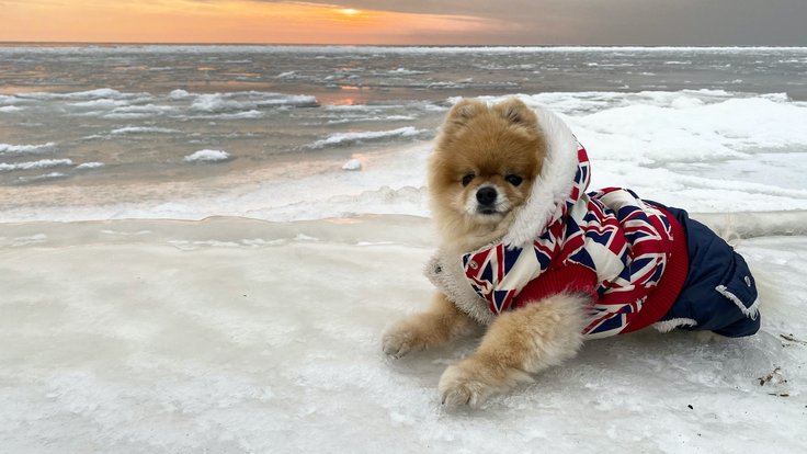 pes obleček zima