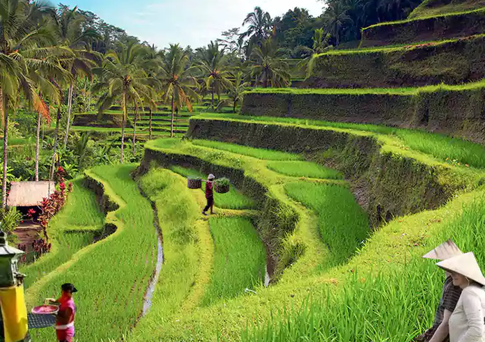 bali-farm-tour-adventure
