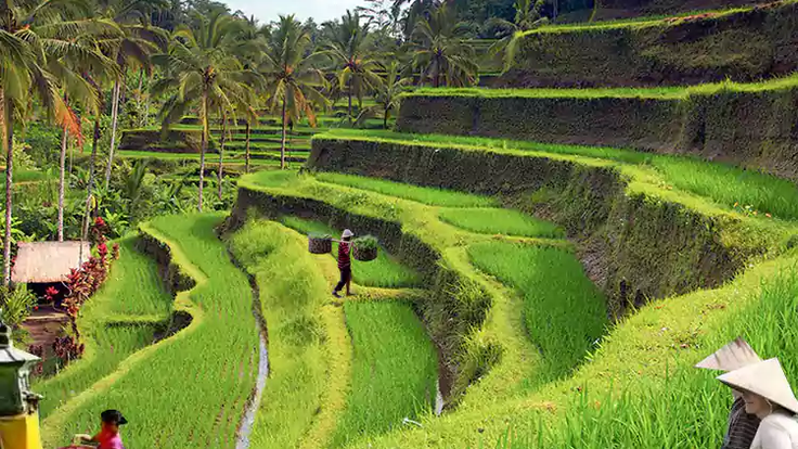 bali-farm-tour-adventure