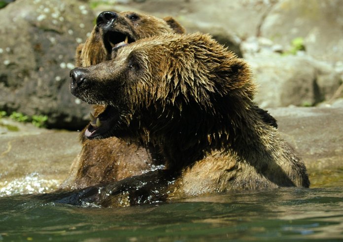 bear_brown_bear_ursus_arctos_water_zoo_splashing_inject_water_splashes-958900