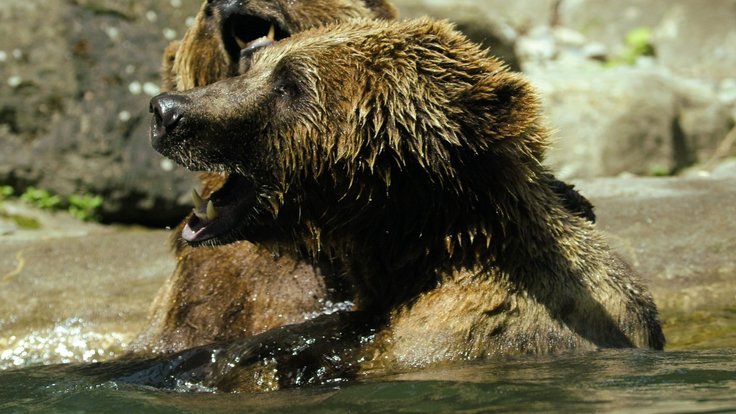 bear_brown_bear_ursus_arctos_water_zoo_splashing_inject_water_splashes-958900