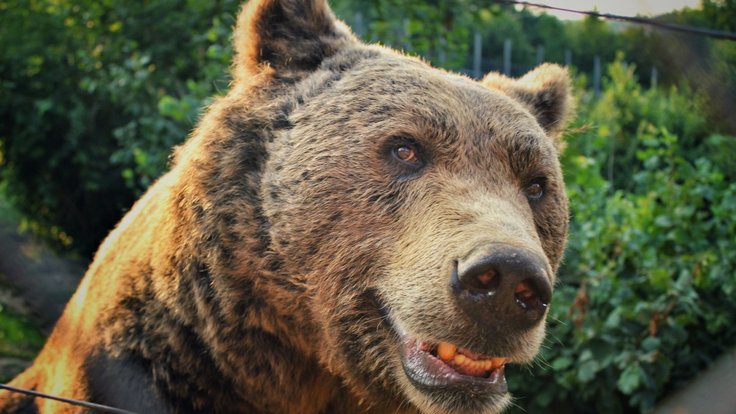 bear_nature_zoo_smile_bear_smile_close_up_bear_refuge_croatia-814015