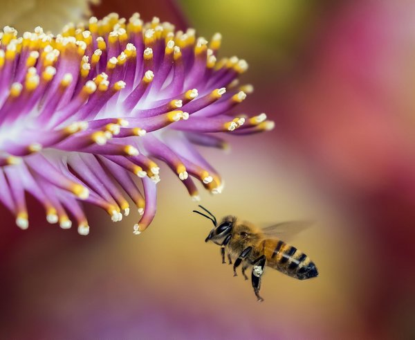 bee-1850116_1280