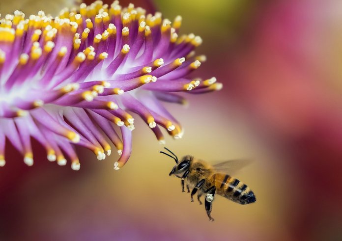 bee-1850116_1280