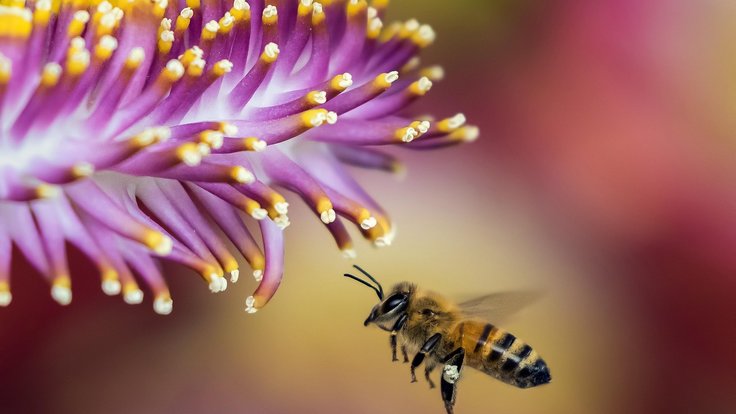 bee-1850116_1280