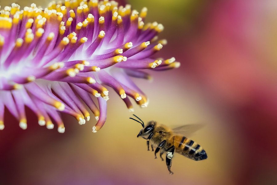 bee-1850116_1280