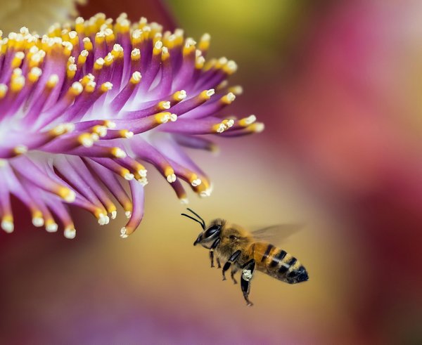 bee-1850116_1280