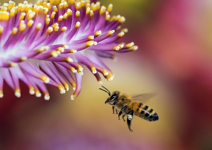 bee-1850116_1280