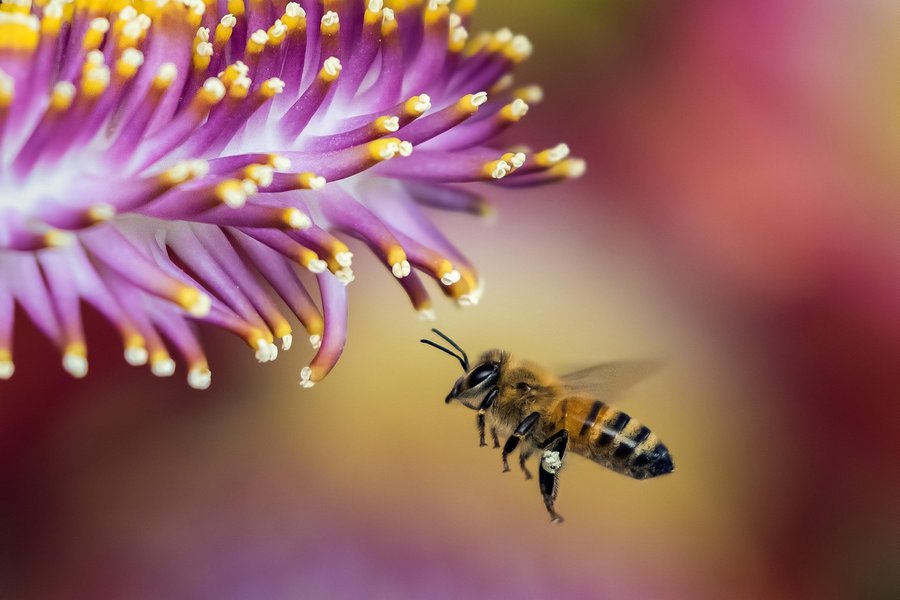 bee-1850116_1280