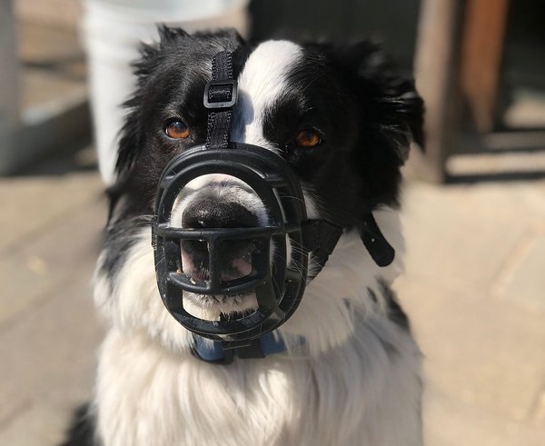 border-collie-3673166_1280