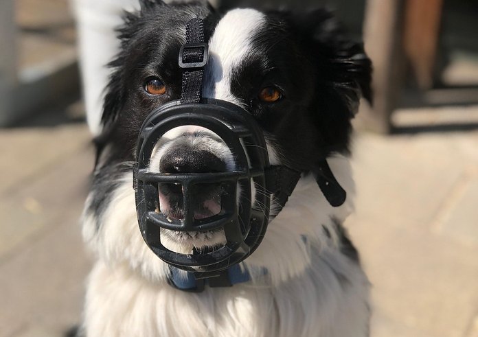 border-collie-3673166_1280