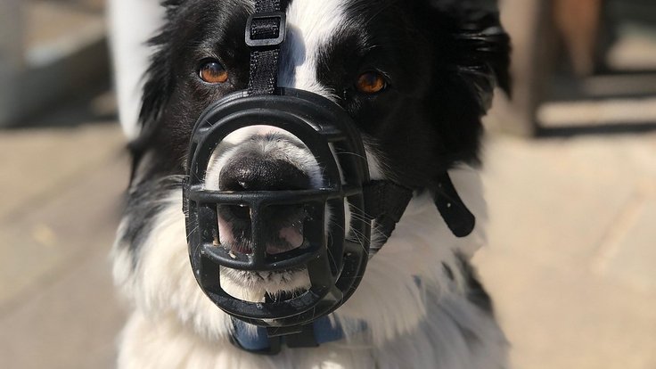 border-collie-3673166_1280