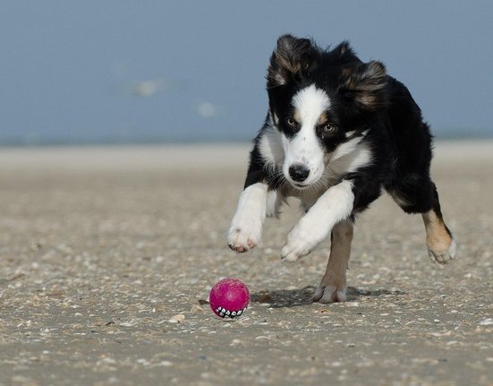 border-collie-662705_1280