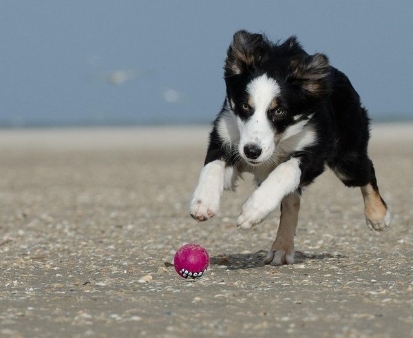 border-collie-662705_1280