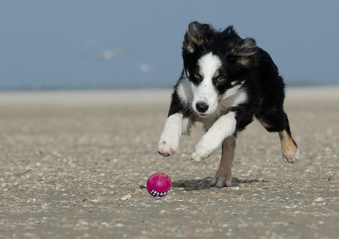 border-collie-662705_1280
