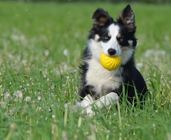 border-collie-672599_1280