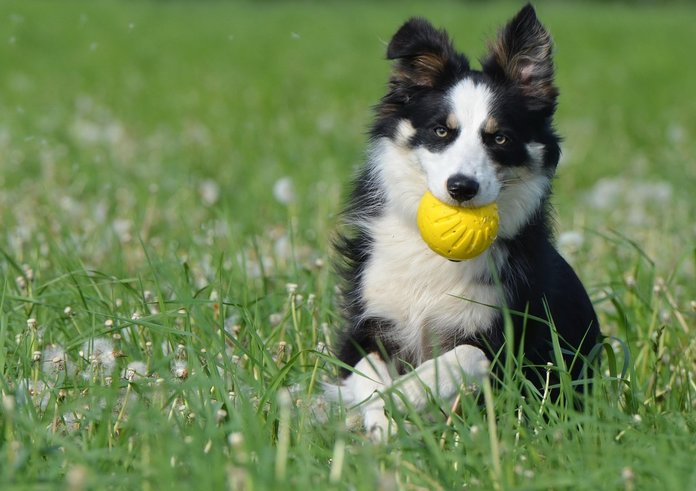 border-collie-672599_1280