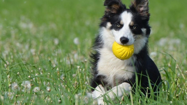 border-collie-672599_1280